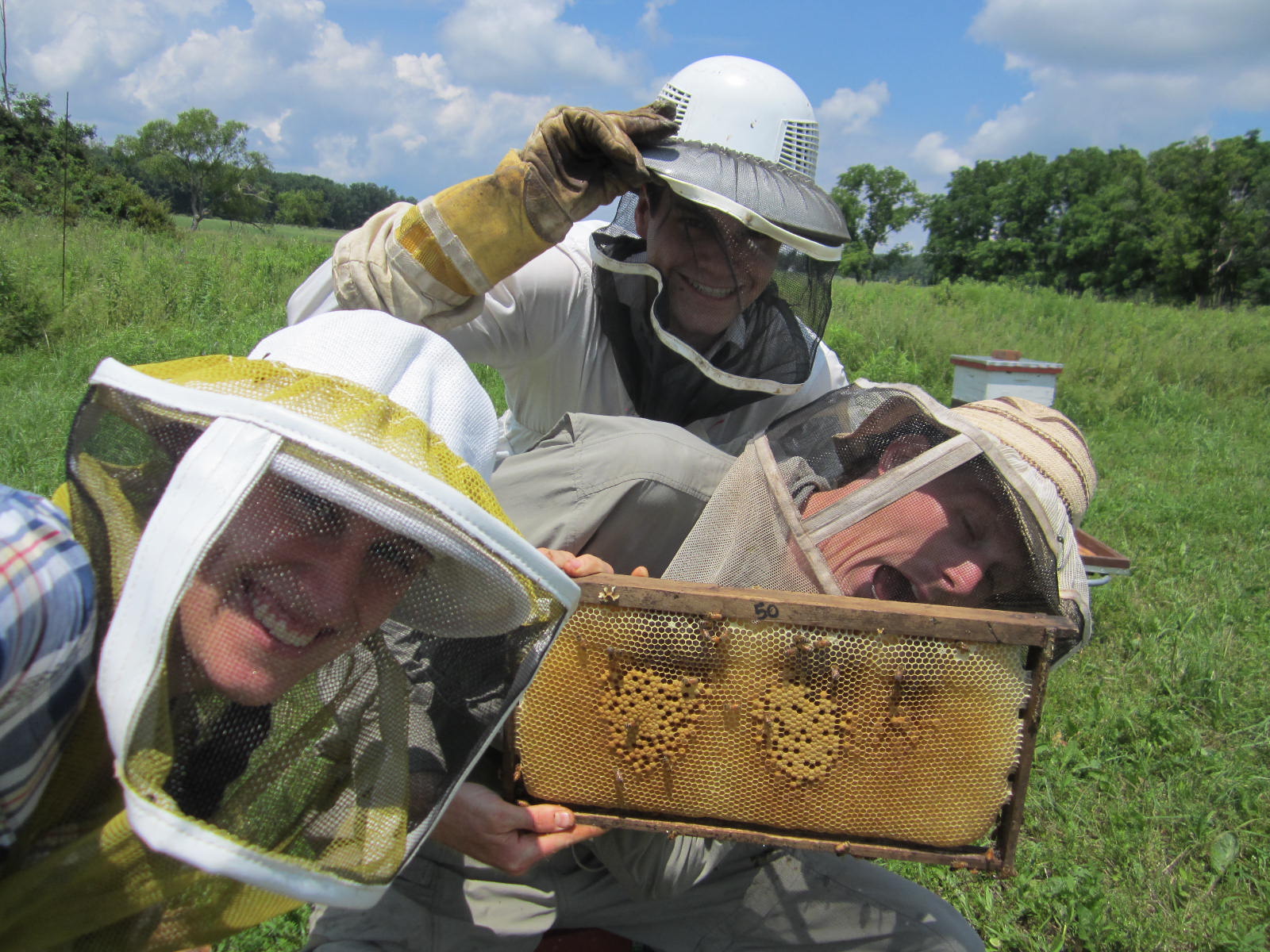 bee lab experiments