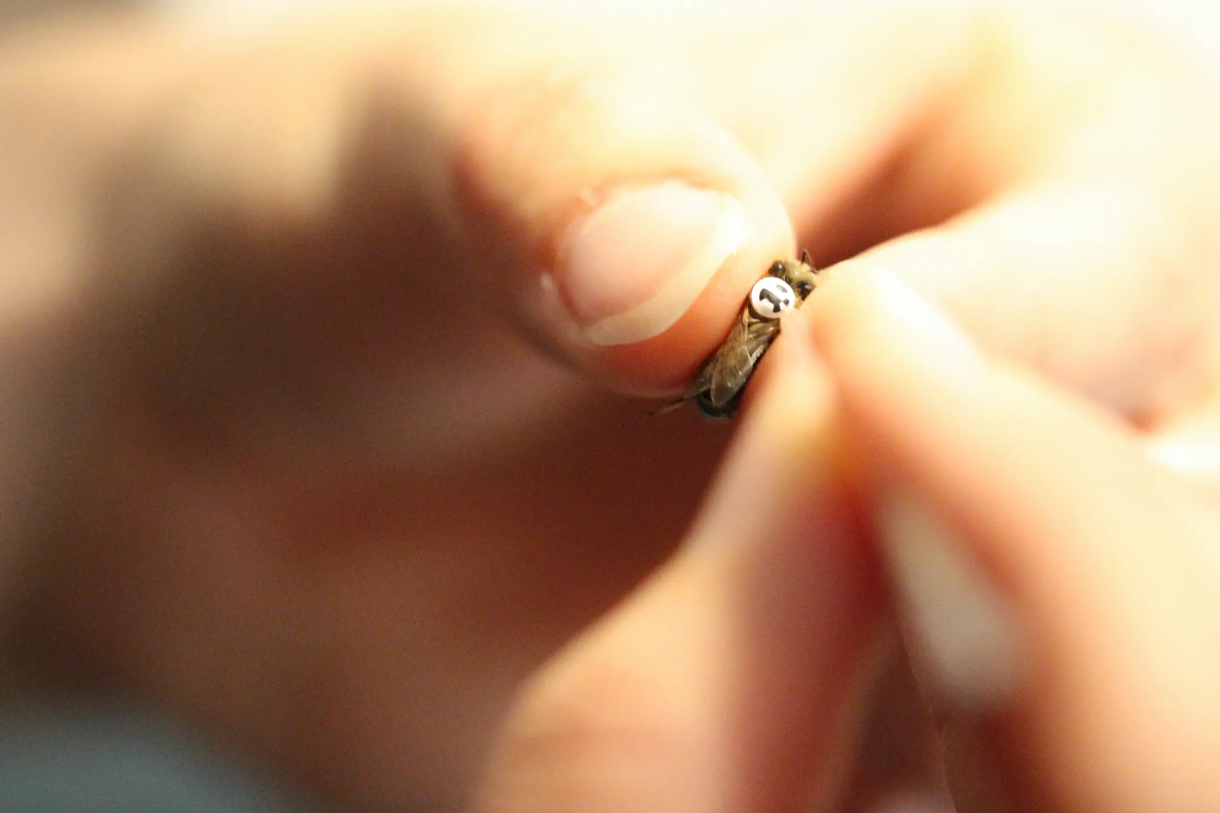 Marking a newborn honey bee with her individual ID (BeesBook tags, from the Landgraf Lab)