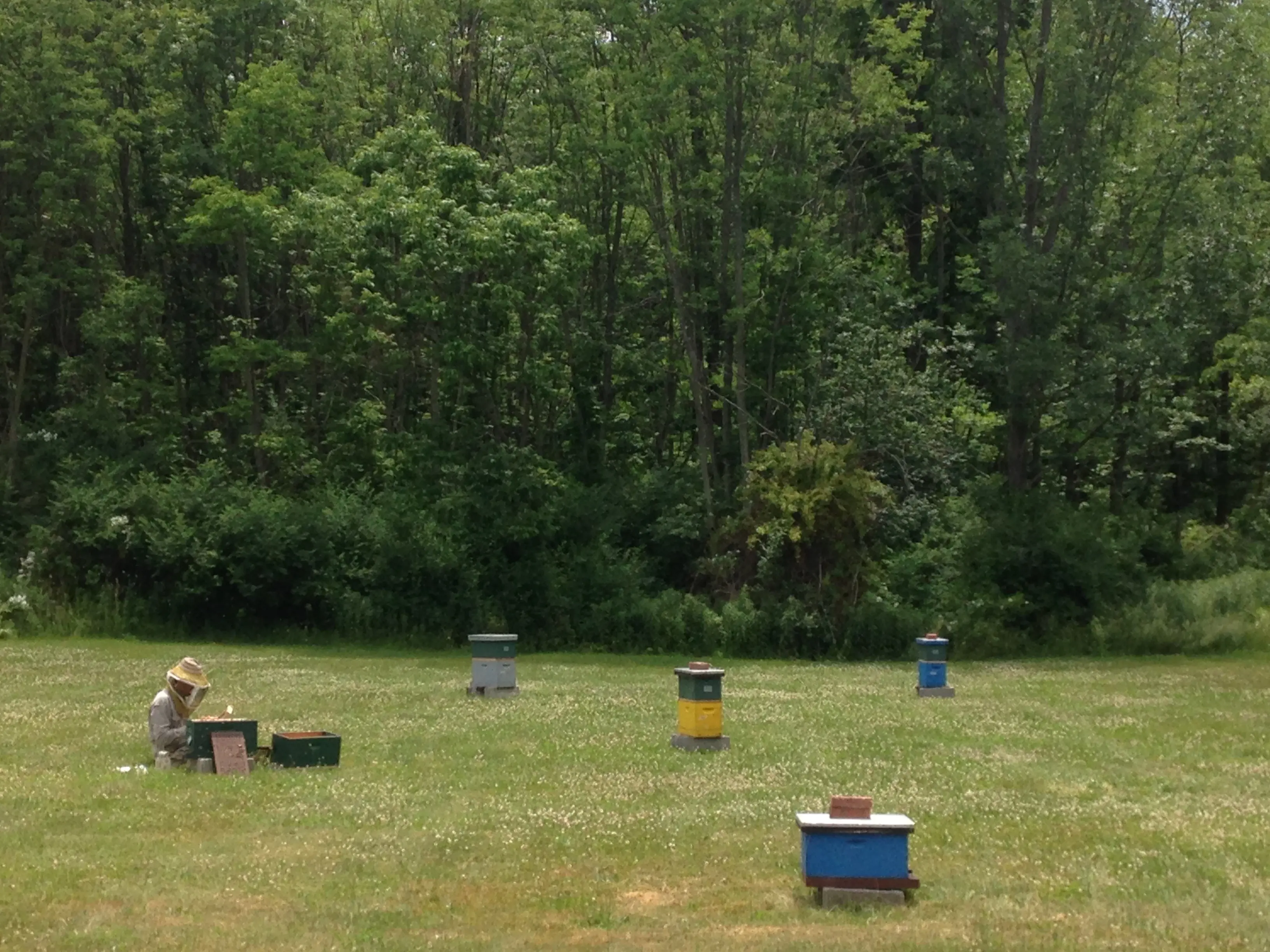 Michael inspecting colonies at the Liddell South Apiary (photo by Patty Jones)