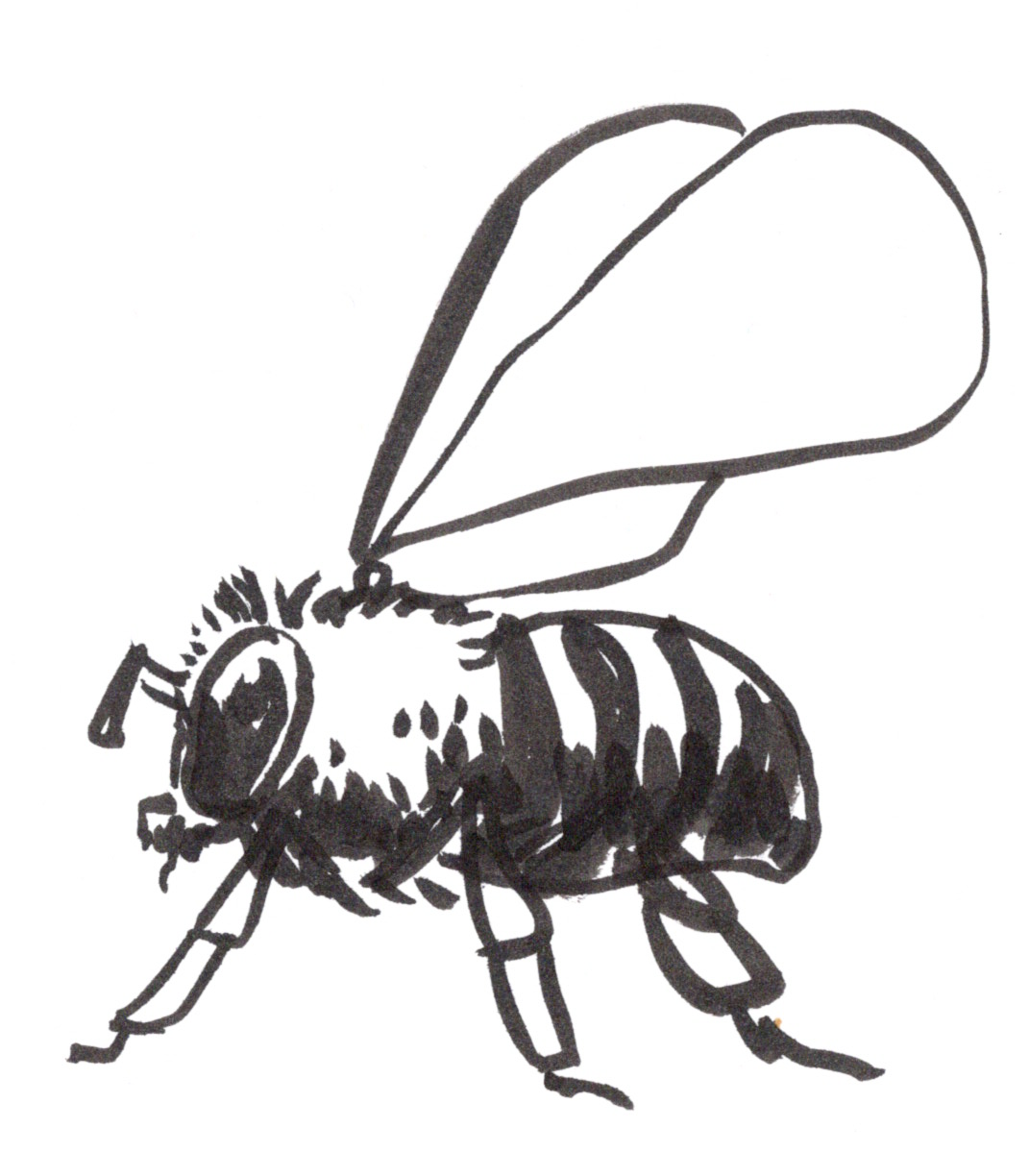 bee illustration