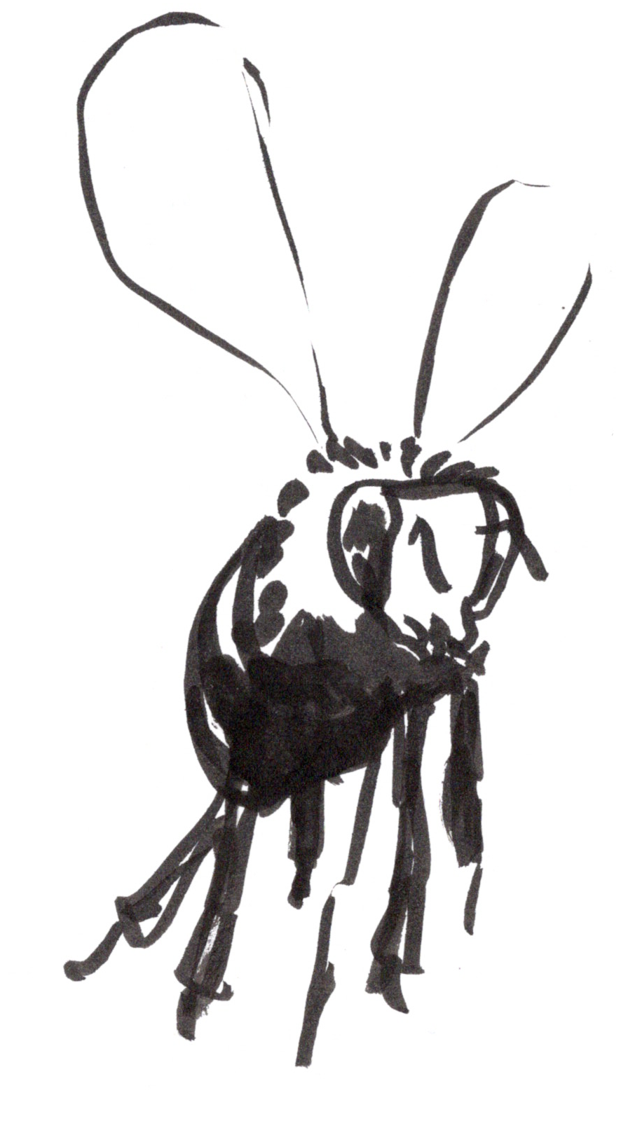 bee illustration