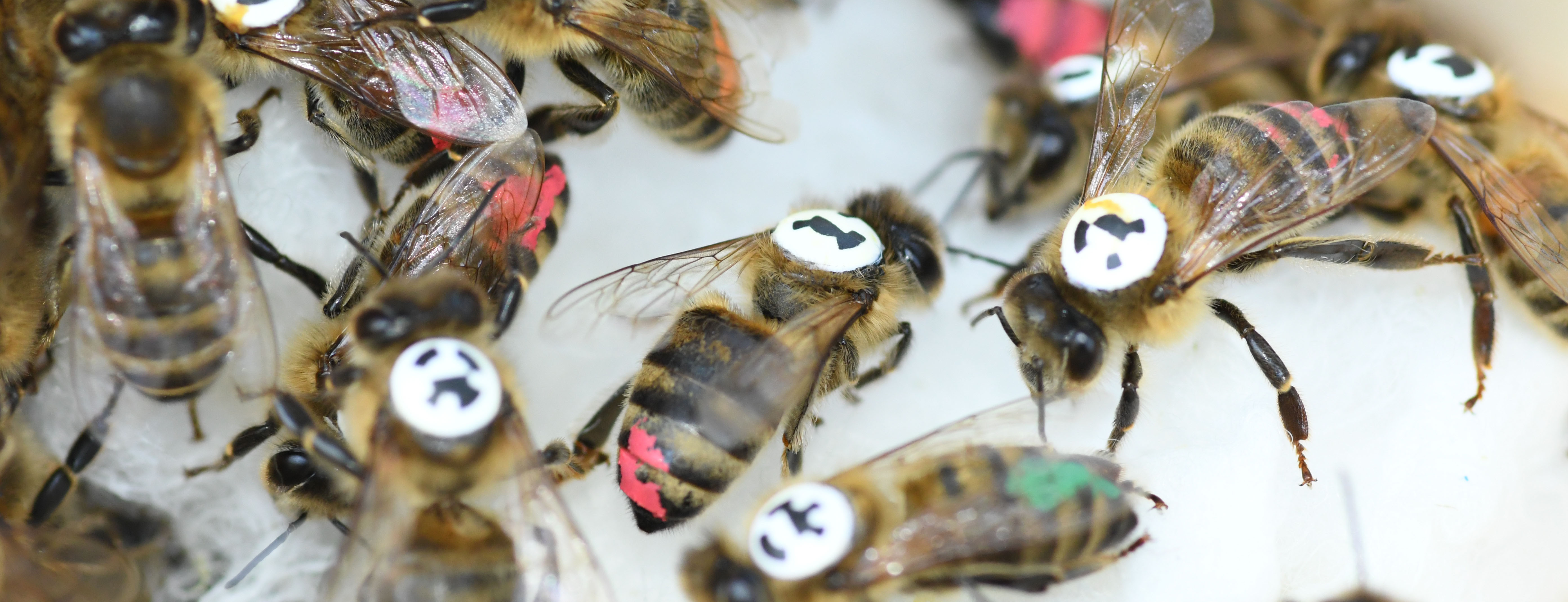 Bees tagged with barcode. Photo: Ben Koger